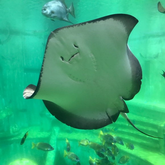 Meet your Posher, Asela - Picture 1 of 1